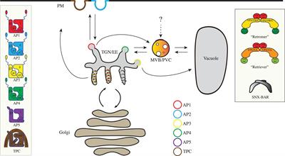 An Update on Coat Protein Complexes for Vesicle Formation in Plant Post-Golgi Trafficking